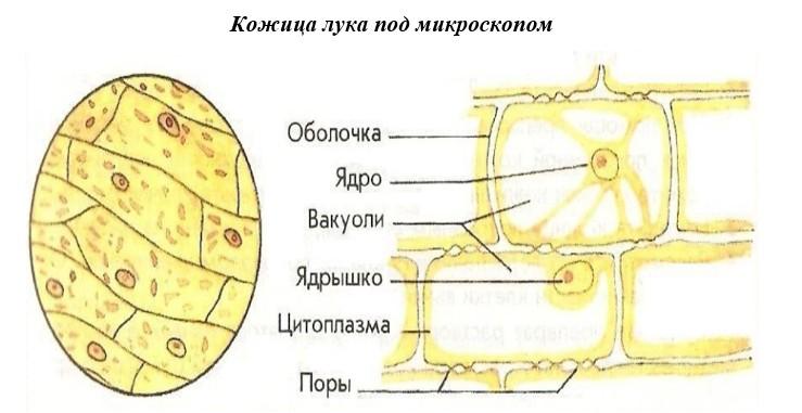 Кожица лука под микроскопом рисунок с подписями